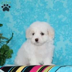 Jeff, Maltipoo Puppy